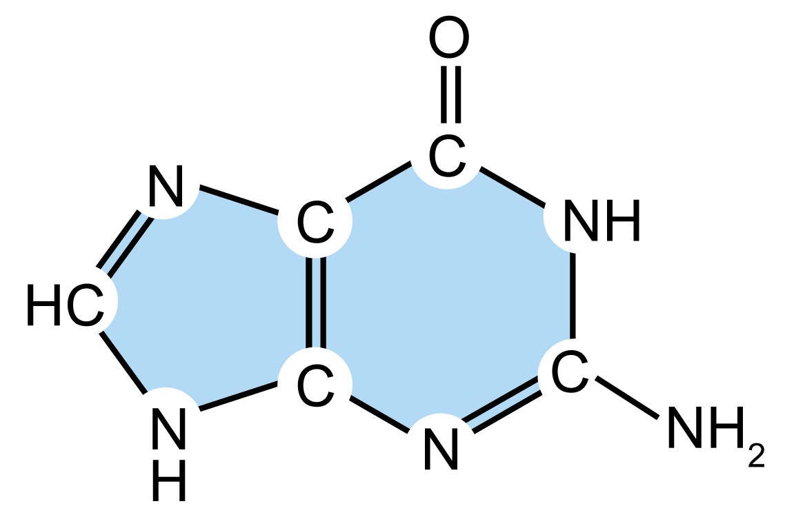 DNA Structure