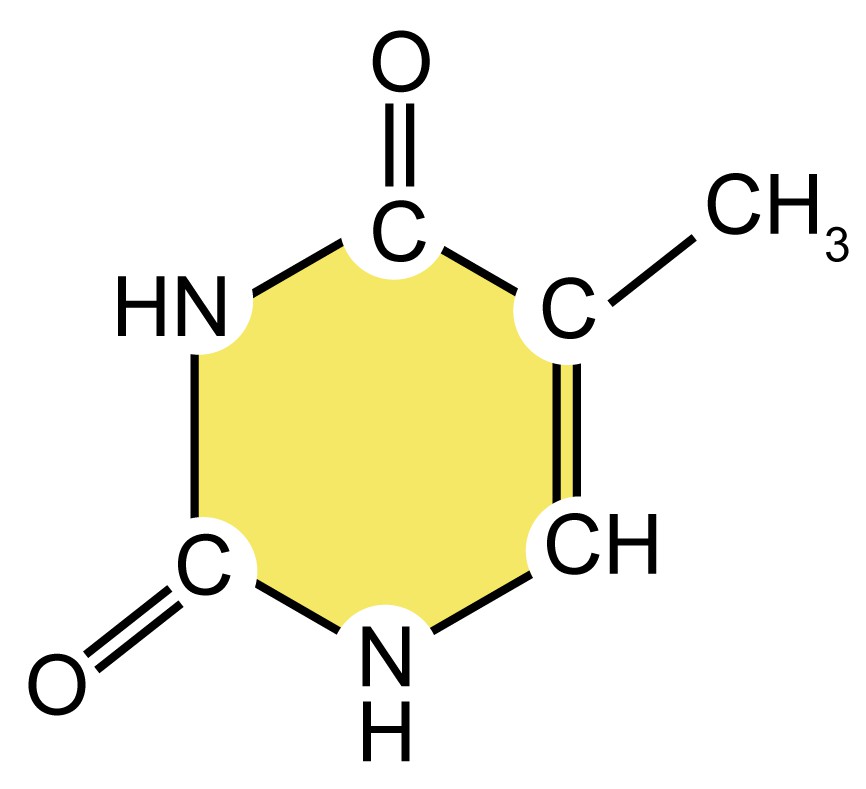 DNA Structure