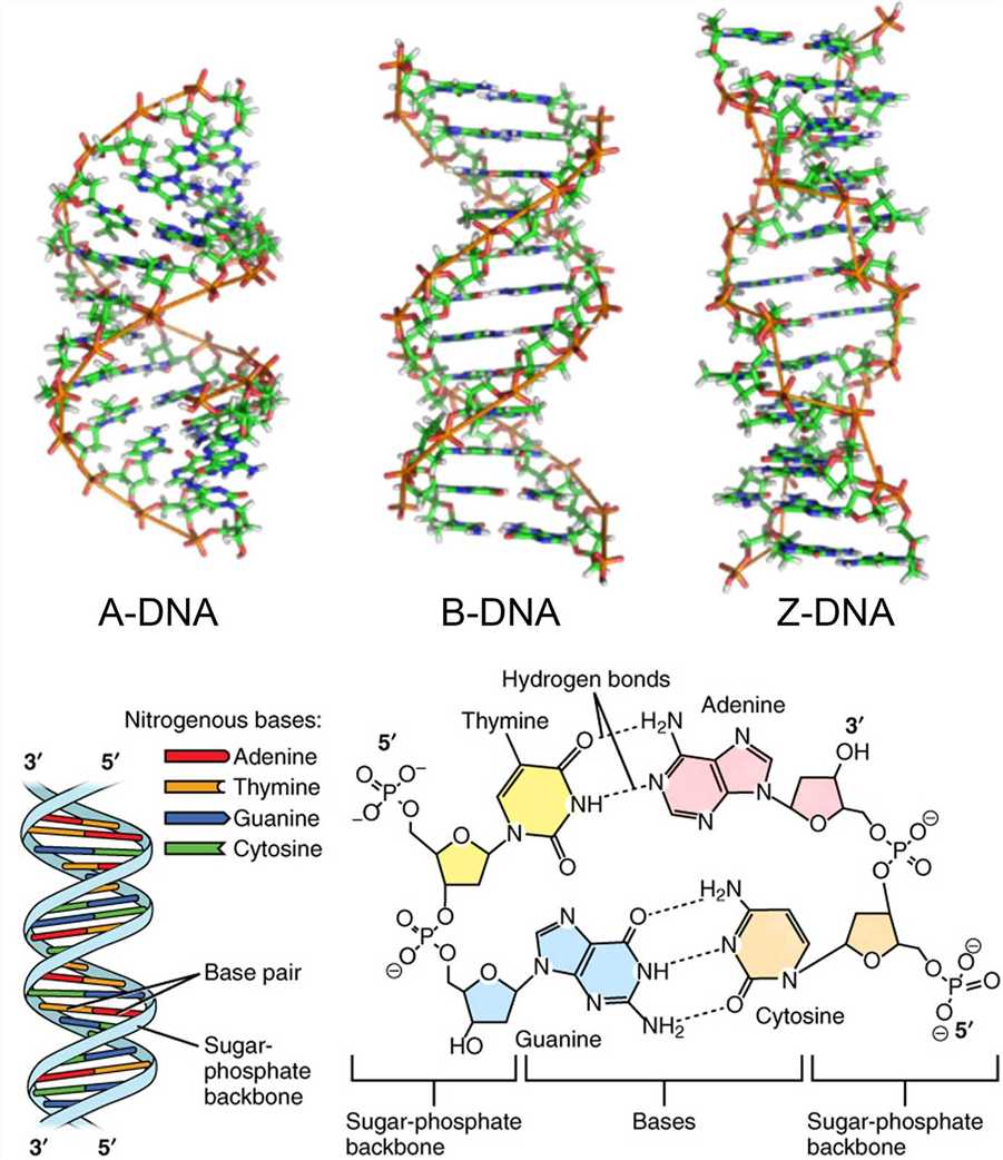 The DNA double helix.