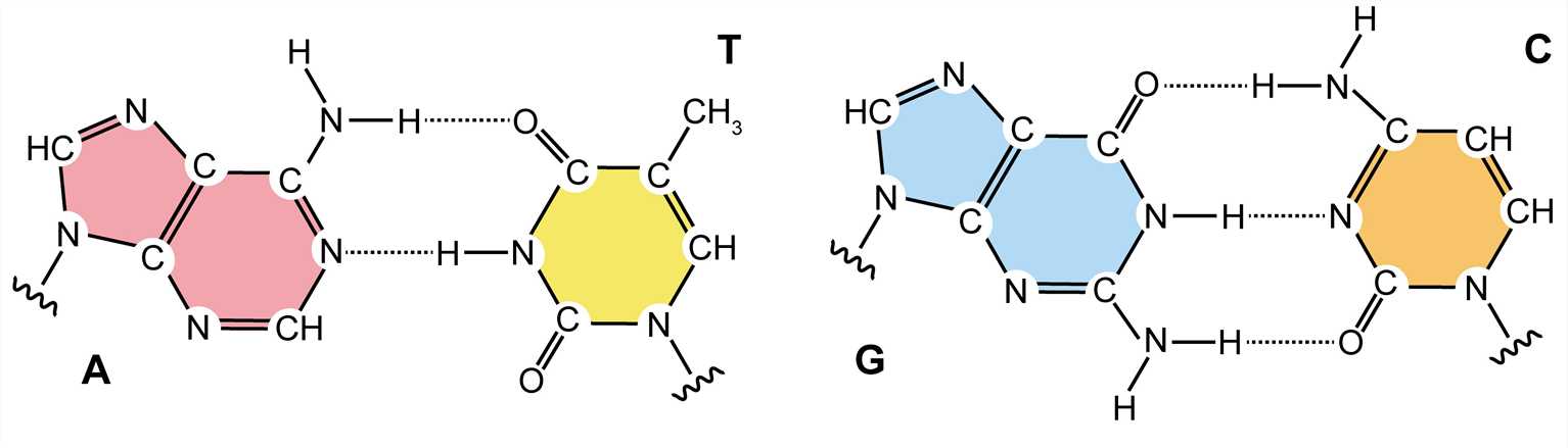 Watson-Crick base pairs.