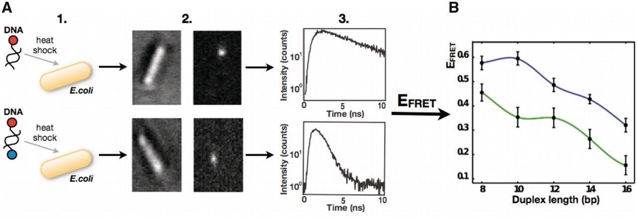 Simplified workflow of the in-cell spFRET experiment.