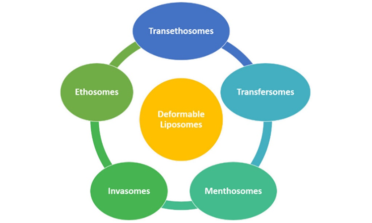 Schematic representation of  different deformable Liposomes.