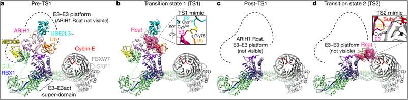 A snapshot of intermediates during ubiquitination