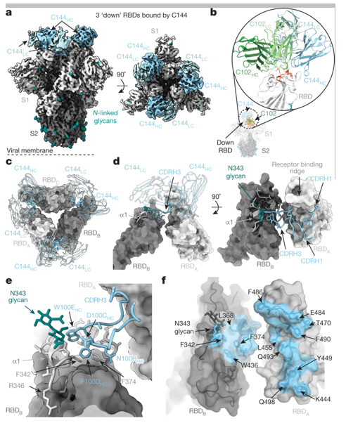 Epitope Mapping