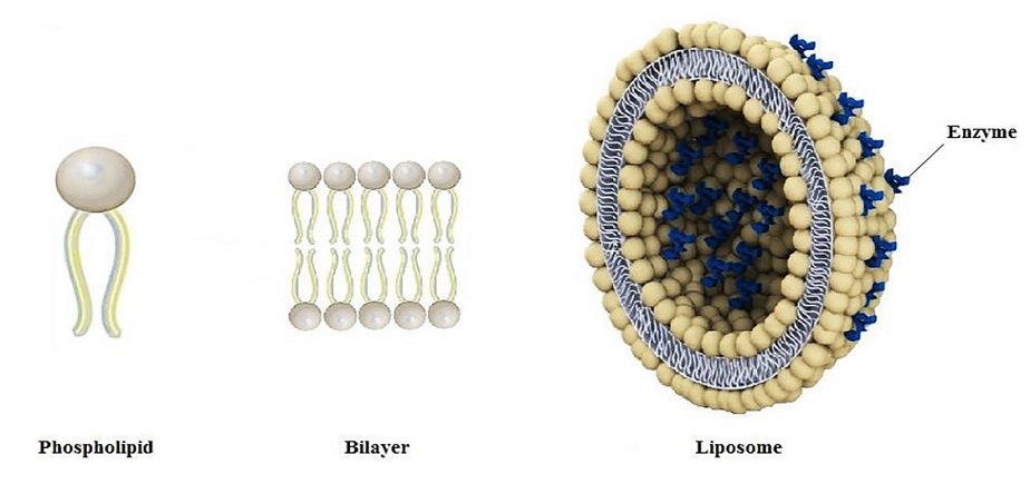 An illustration of a liposomal structure and entrapment/anchoring of enzymes.