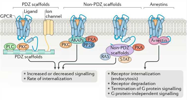 GPCRs diversity