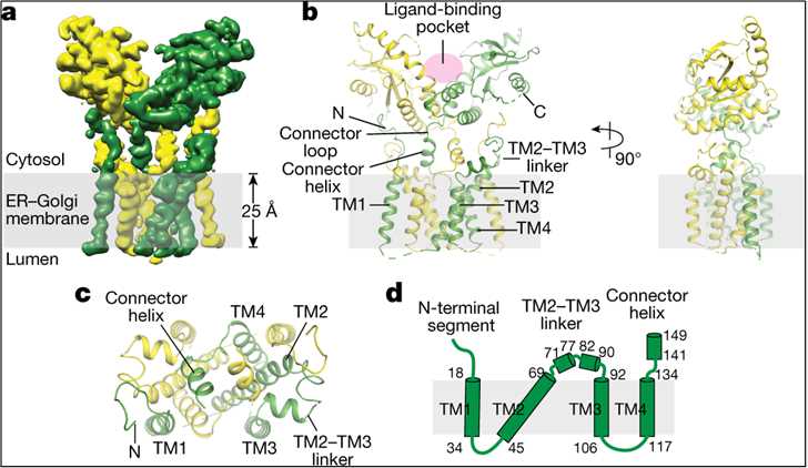 Structure of full-length human STING in the apo state 