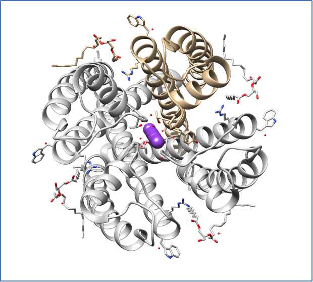 Selectivity filter allowing only potassium ions through the potassium channel.