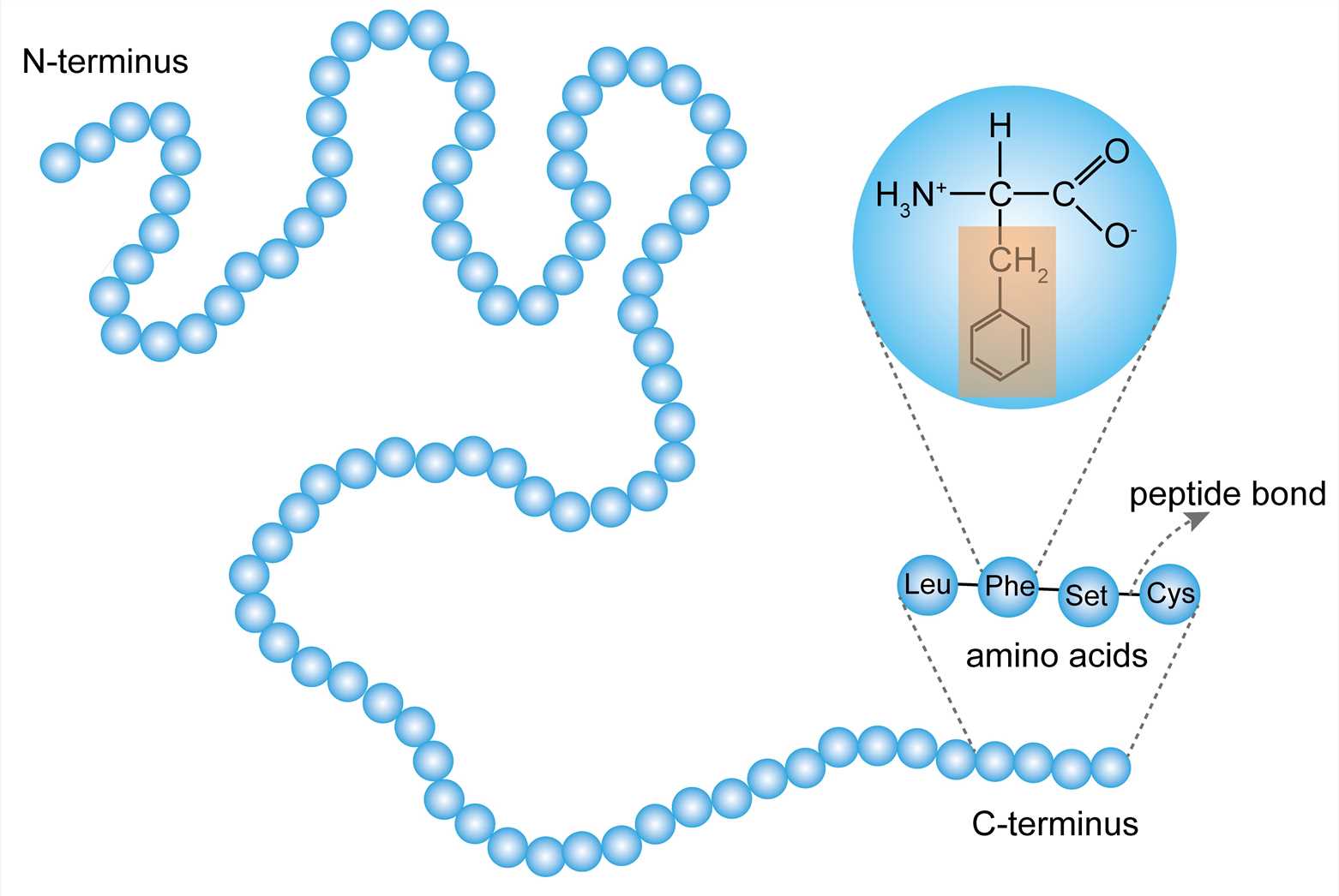 The primary structure.