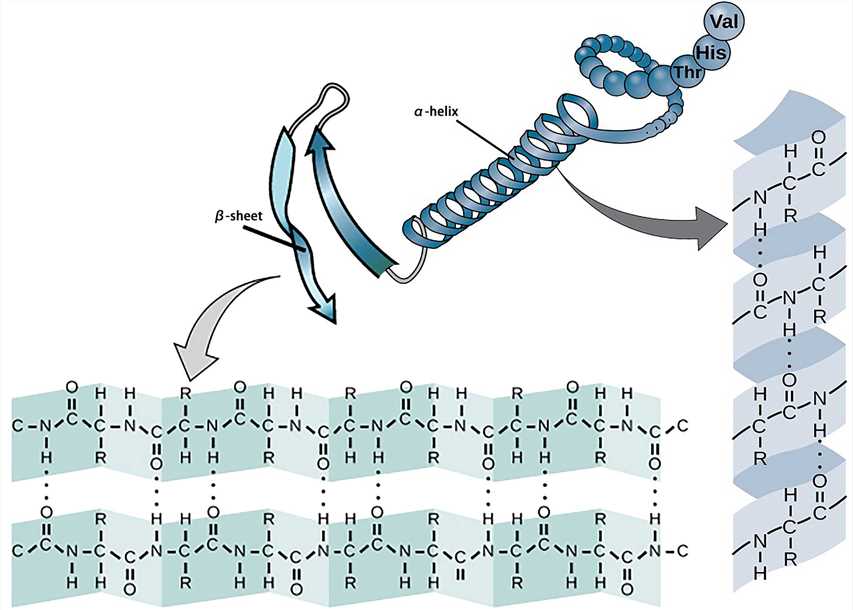 The secondary structure.