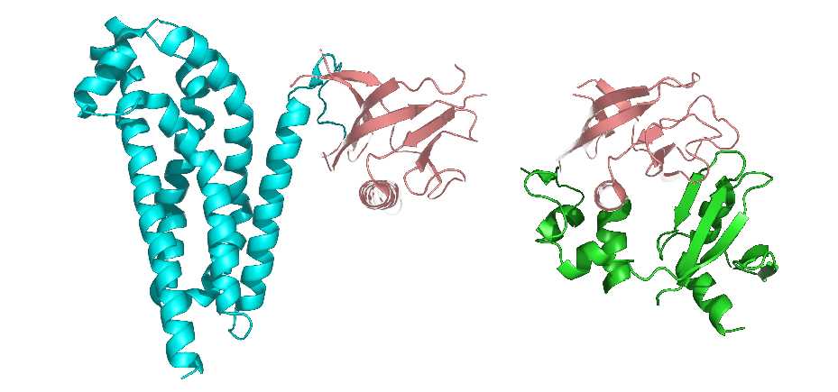 The representation of protein domains. The two shown protein structures share a common domain (carnation)