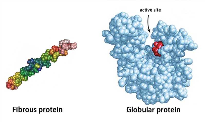 The representation of fibrous protein and globular protein.