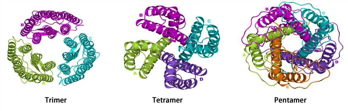 The quaternary structure.