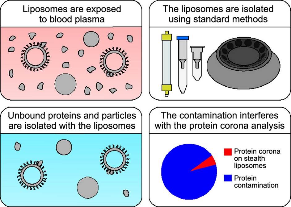 Isolation methods commonly used to study the liposomal protein corona suffer from contamination issues.