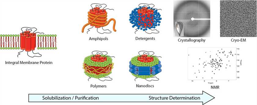 Membrane protein structural biology techniques.