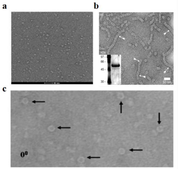 Negative Staining TEM
