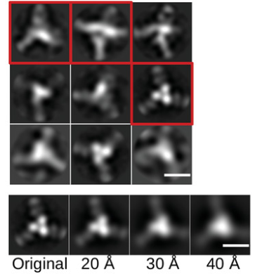 Conformation obtained by photo analysis collected by negative staining