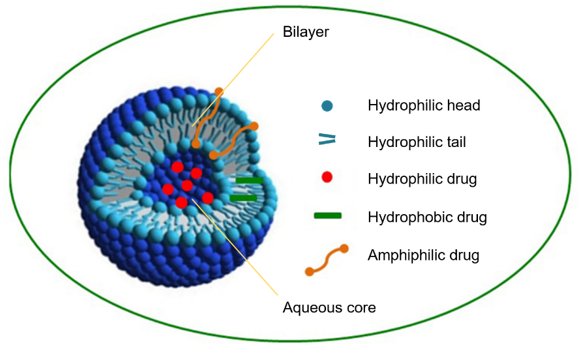 Schematic representation of a niosomal vesicle.