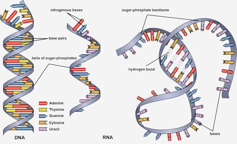Diagram of DNA and RNA.