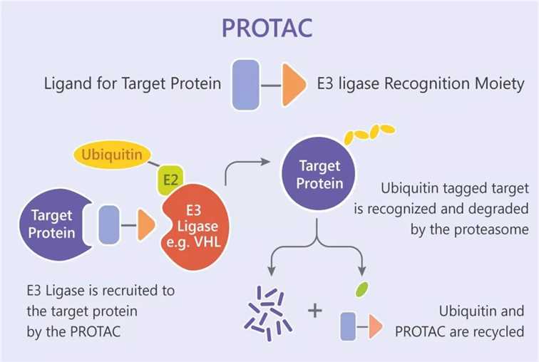 The principle of PROTAC
