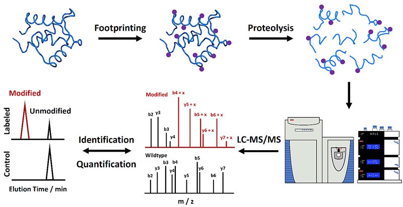 Mass spectrometry-based protein footprinting for higher-order structural analysis.