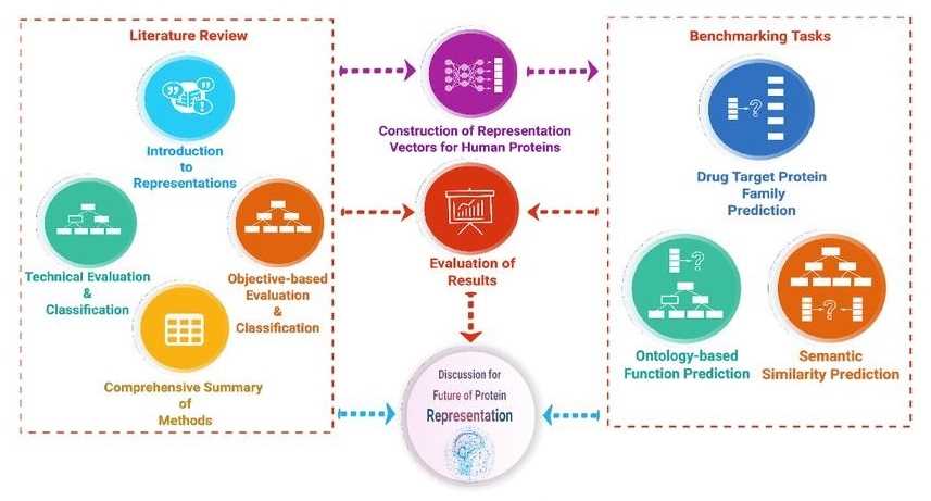 Overview of the protein representation benchmark study.