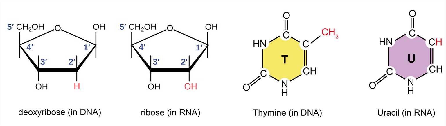 The difference between the pentose and nitrogenous bases of DNA and RNA.