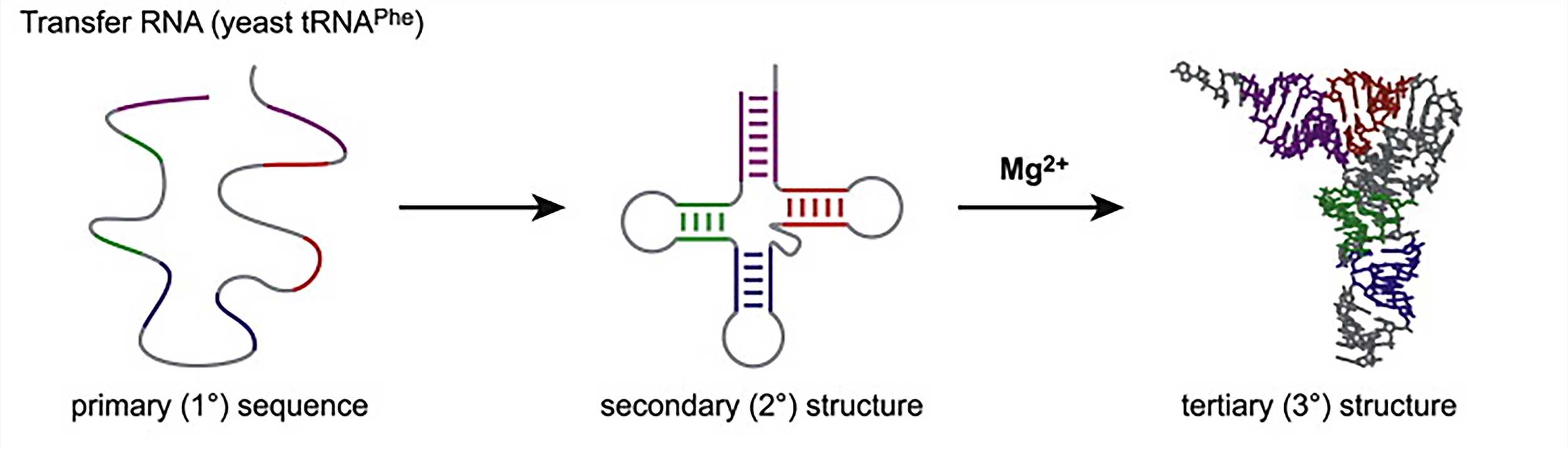 RNA folding hierarchy (take transfer RNA as an example)