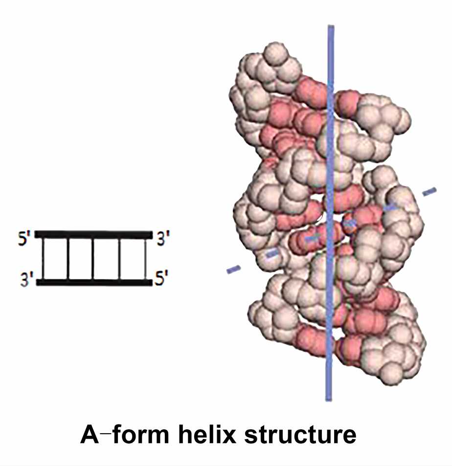 RNA Structure