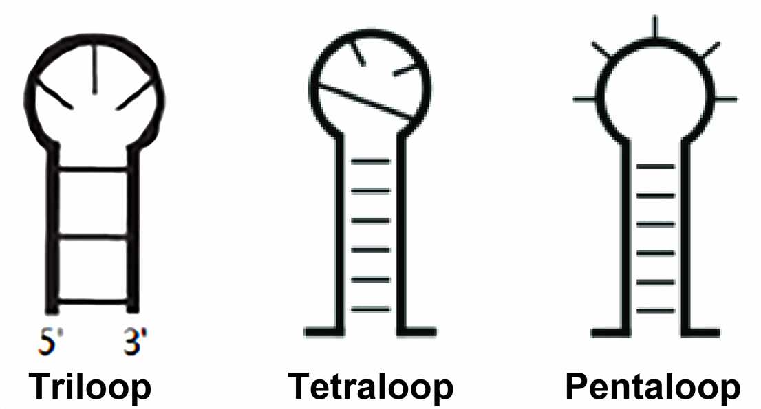 RNA Structure