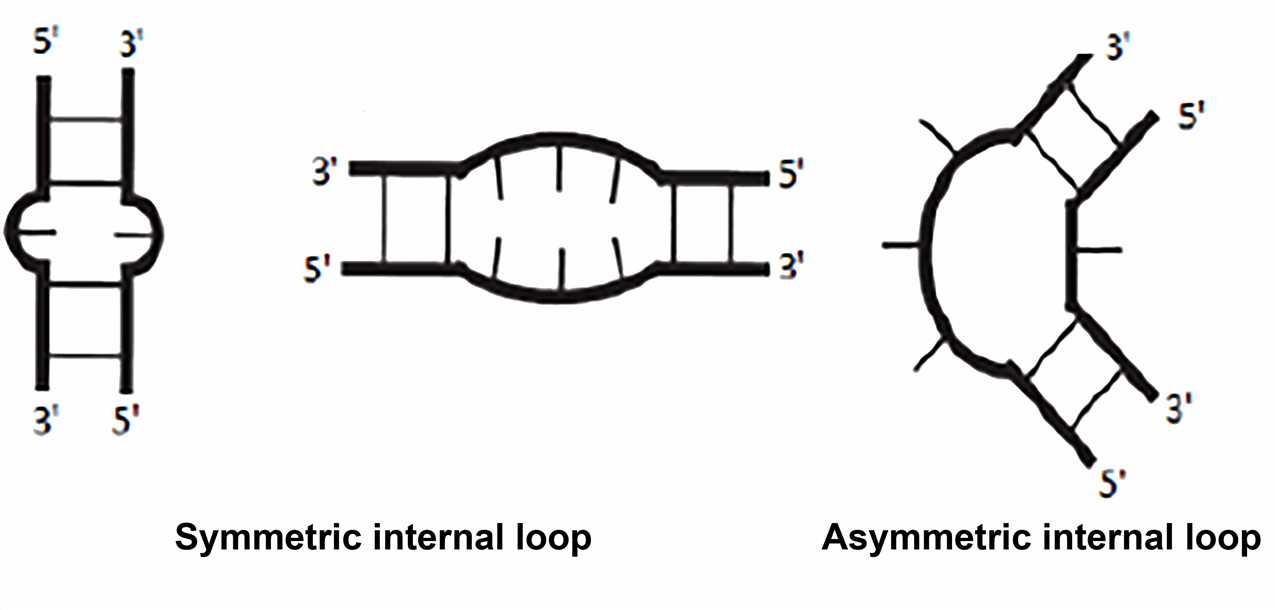 RNA Structure