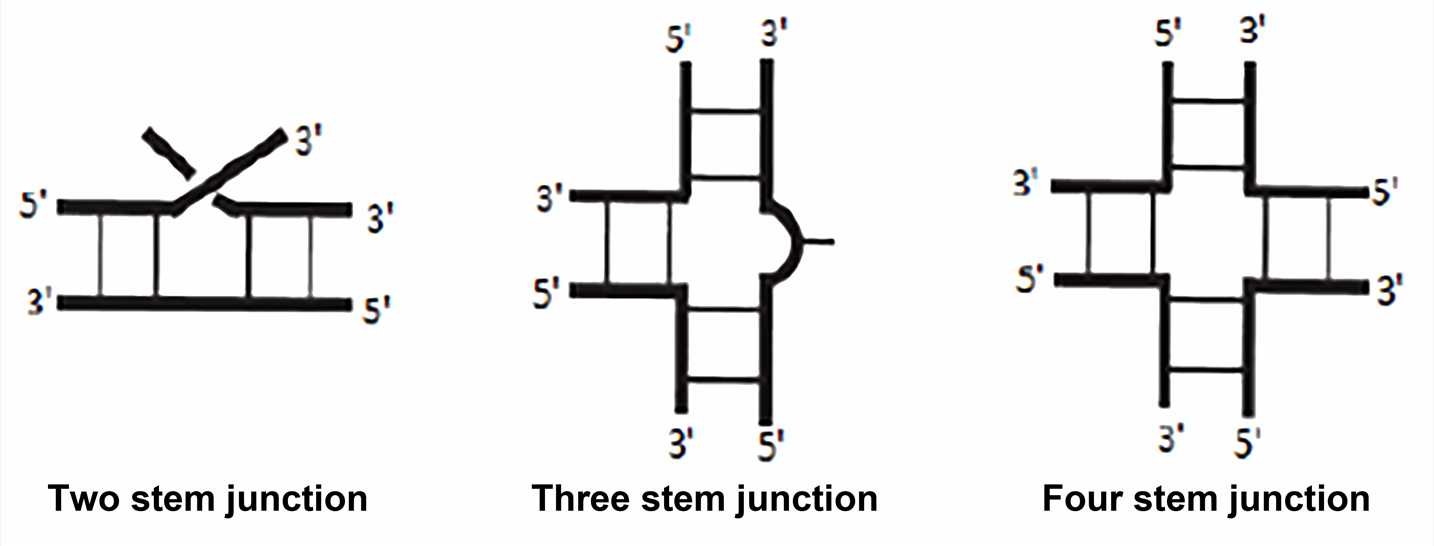 RNA Structure