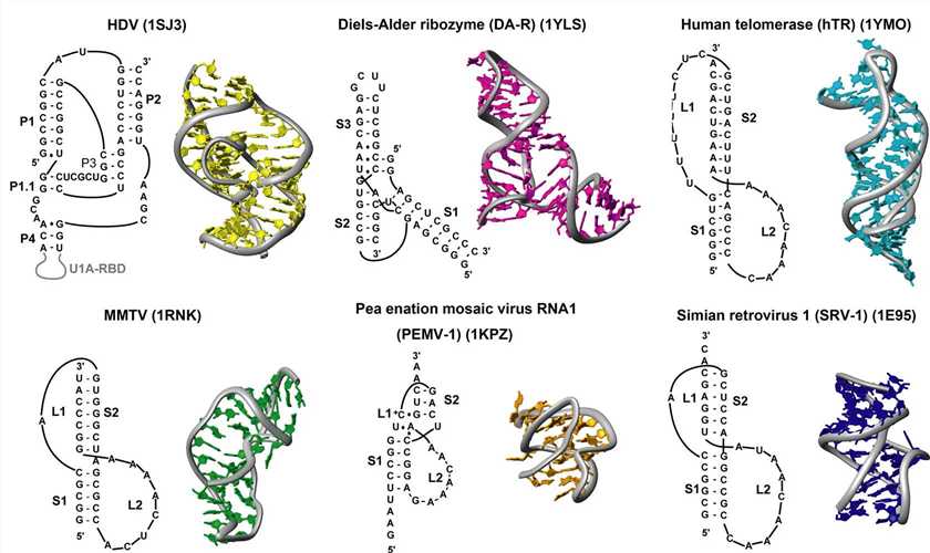 Sequences and structures of RNA pseudoknots