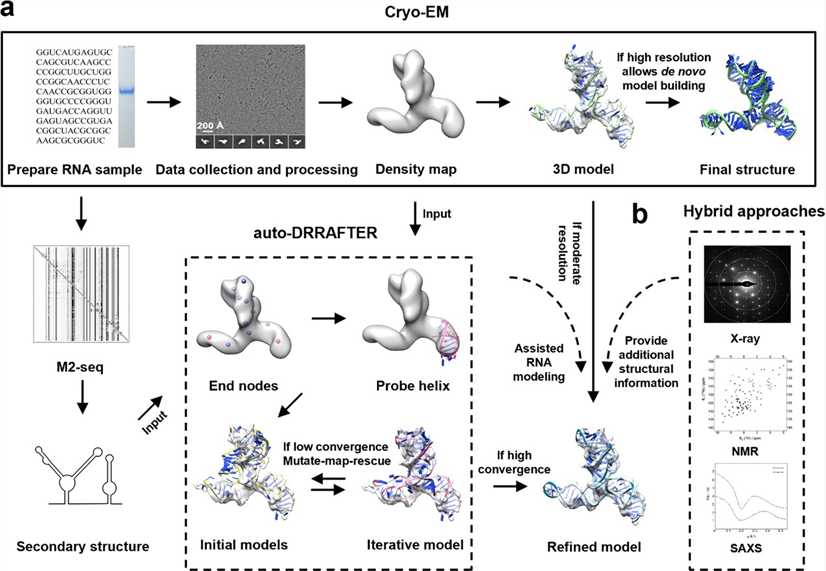 RNA Structure Analysis