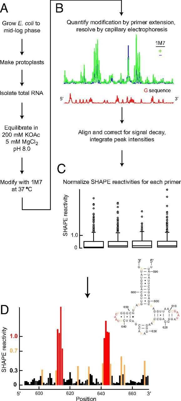 Analysis of E. coli rRNA structure by SHAPE.