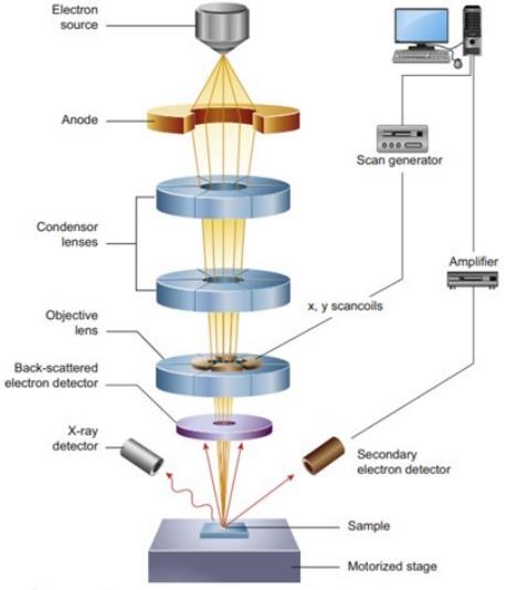 Schematic diagram of the core components of an SEM