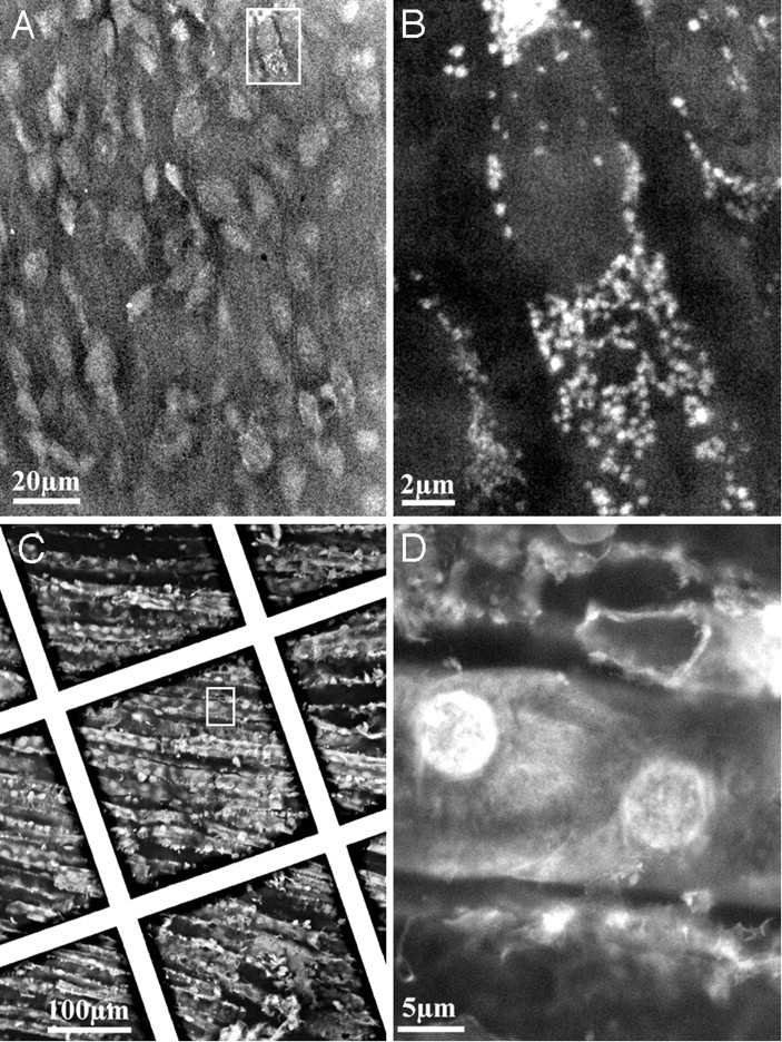 SEM Imaging of tissues