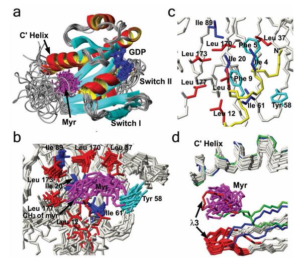 Figure 1. Structure of myristoylated yARF1 and comparisons to related structures.