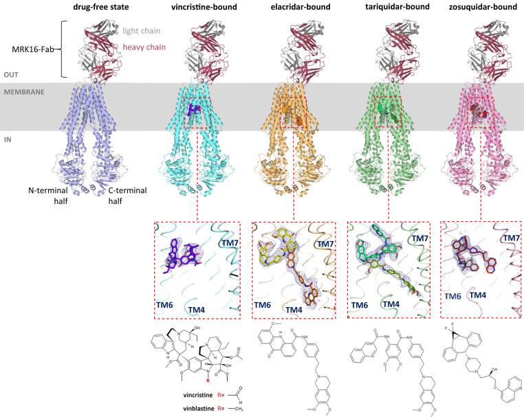 Overview of ABCB1-MRK16-Fab structures.