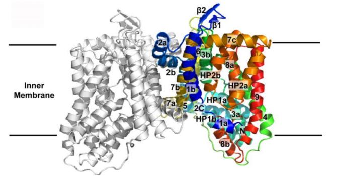 Transmembrane topology of YdaH.