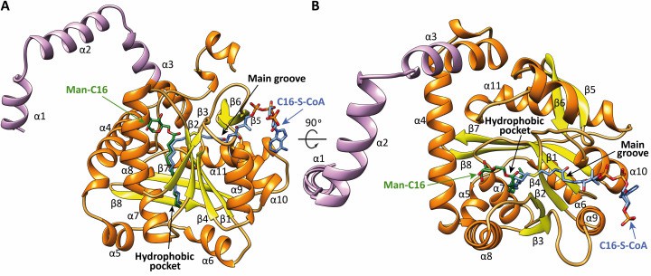 Figure 1. Two views of the x-ray crystal structures of PatA.