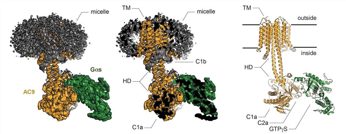 Cryo-EM structure of the AC9-Gas complex.