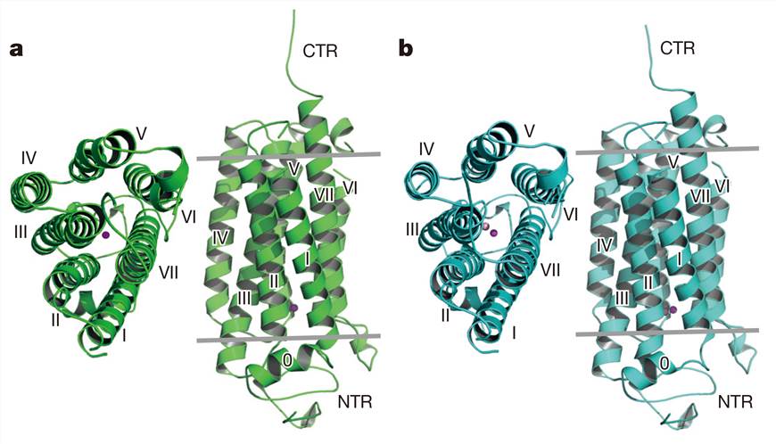 Crystal structures of AdipoR1 and AdipoR2.