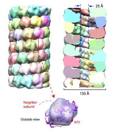 Density segmentation and docking of the cryo-EM map of PapMV.