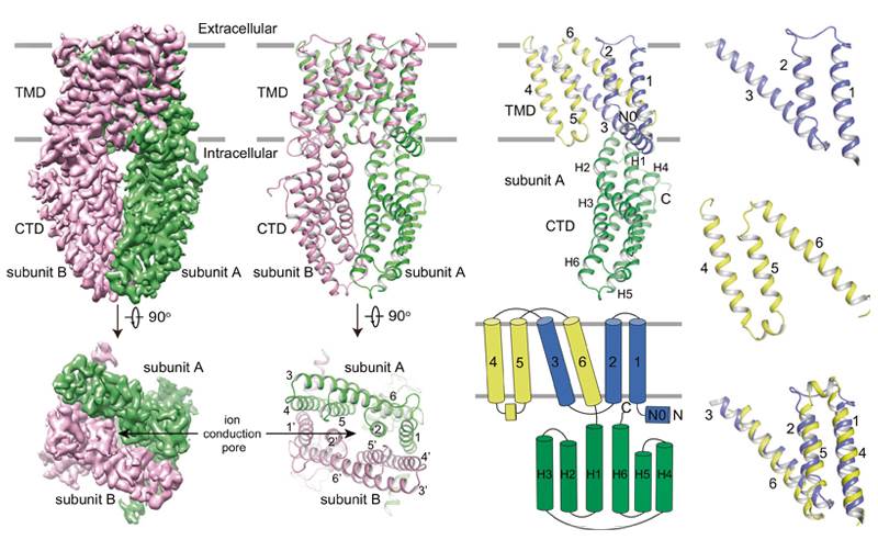 Cryo-EM structure of the ALMT1apo/pH5.