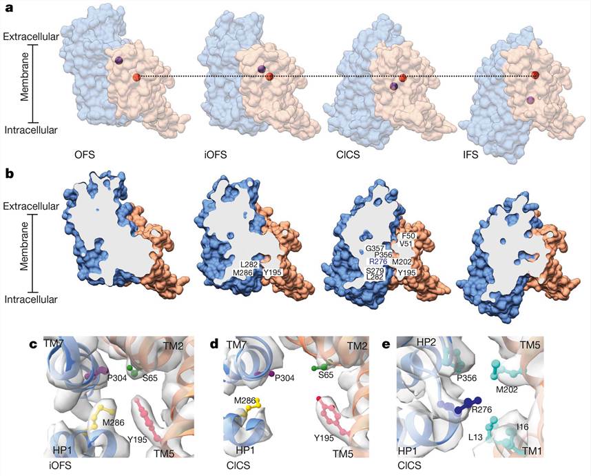 GltPh can be trapped in an open channel conformation.