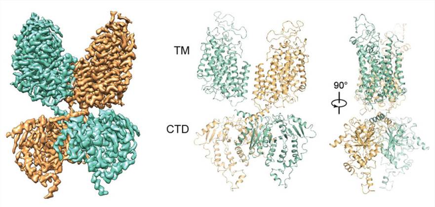 Overall structure of NKCC1 dimer