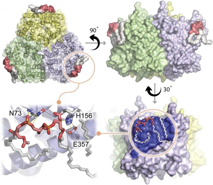 Crystal structure of AmtB Bound to TFCDL.