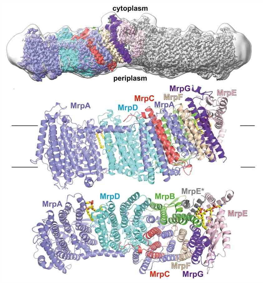 Overall structure of Mrp Na+/H+ antiporter.