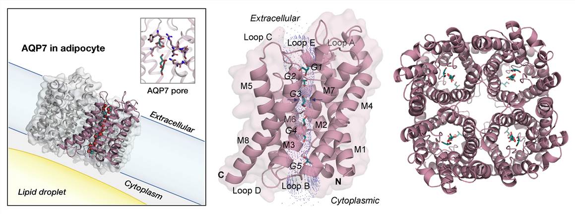 The overall structure of human AQP7.